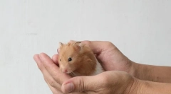 Jak zkrotit syrského křečka k ruce